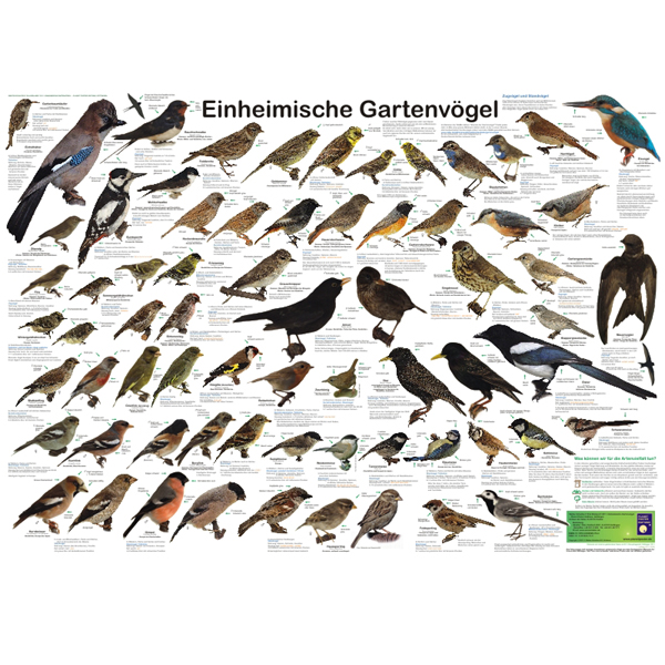 Bio-Poster "Einheimische Gartenvögel"